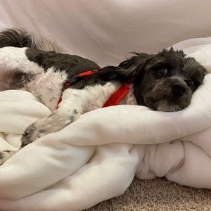 Meet your Posher, Clara